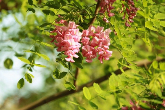 香花槐花期