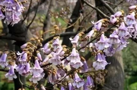 紫花泡桐什么时候开花