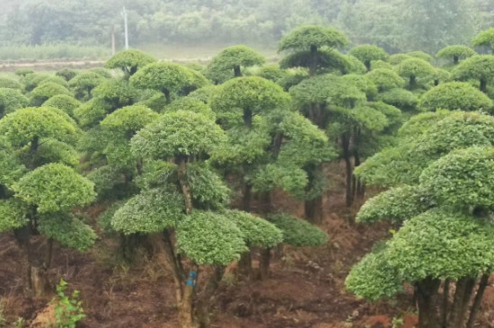 白腊是广西的吗