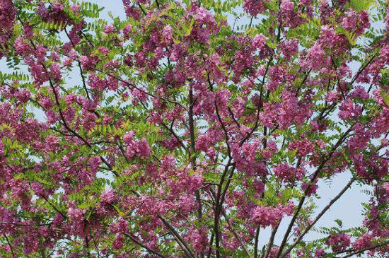 香花槐叶子掉光了是什么原因