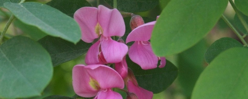 香花槐叶子发黄原因