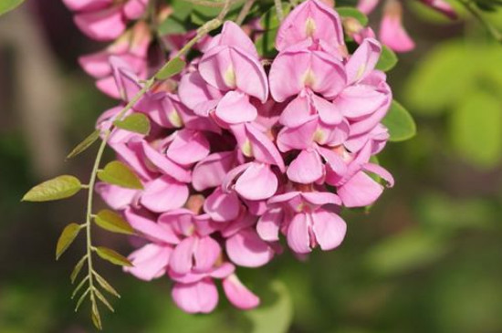 香花槐是乔木还是灌木