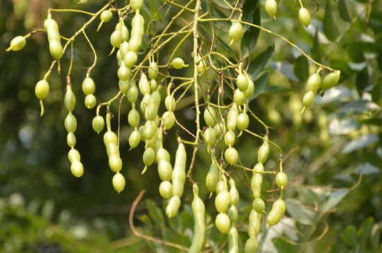 国槐是被子植物还是裸子植物