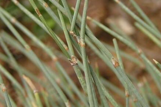 麻黄碱是从什么植物提出来的?