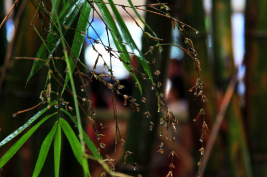 竹子是裸子植物还是被子植物