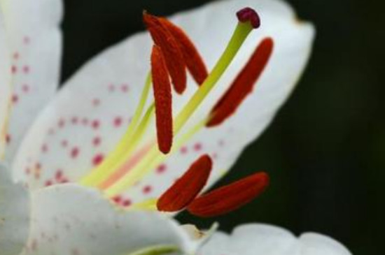 百合花剪掉花蕊指的是哪部分