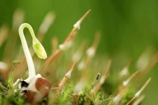 植物六大器官是什么