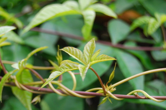 植物生长需要的五个条件