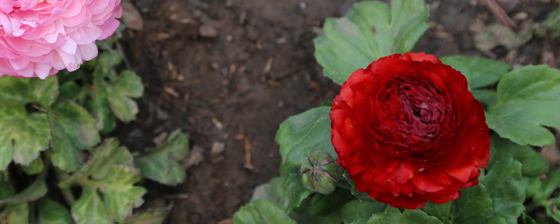 花毛莨怎么枝条生根