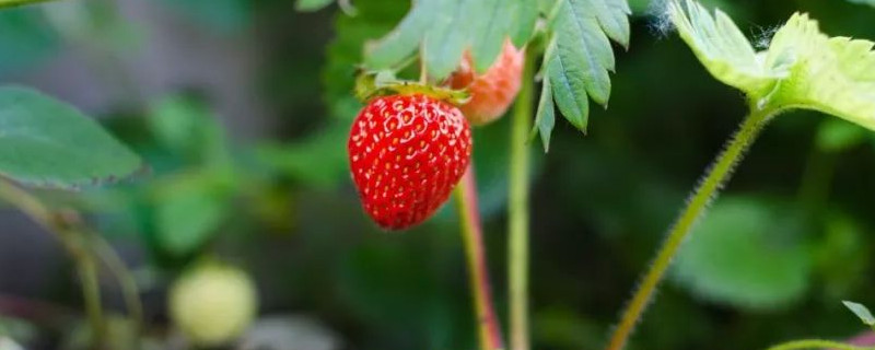 用什么药控旺不影响草莓花果