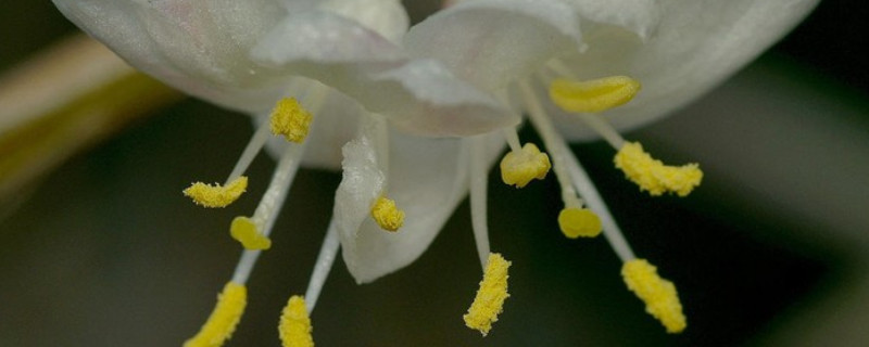 虫媒花的特点