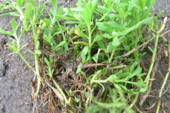 茼蒿种植技术和种植时间