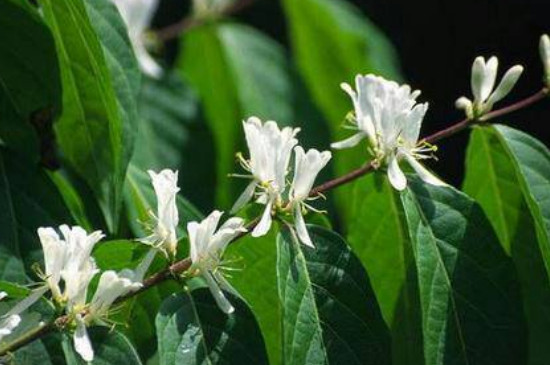 木本植物的生命周期分为哪几个时期?每个时期的特点有哪些?