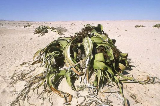 百岁兰是什么植物