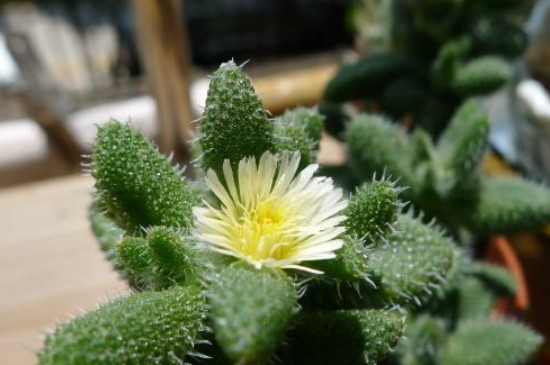 雷童怎么开花