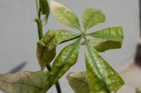 植物叶子冻伤了怎么办