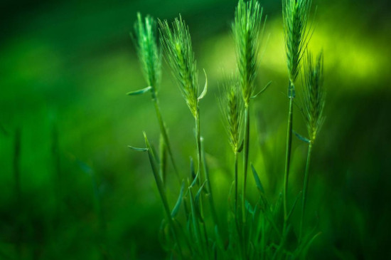 植物的生长需要什么?