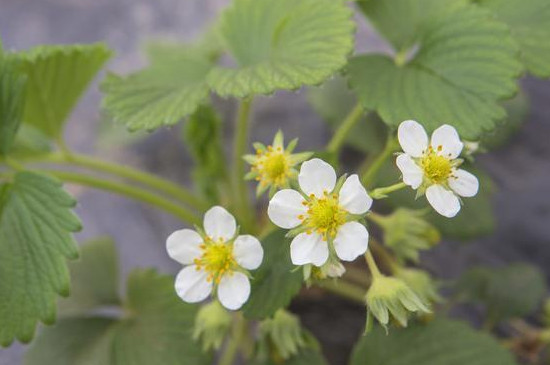 草莓开花后花蕊变黑