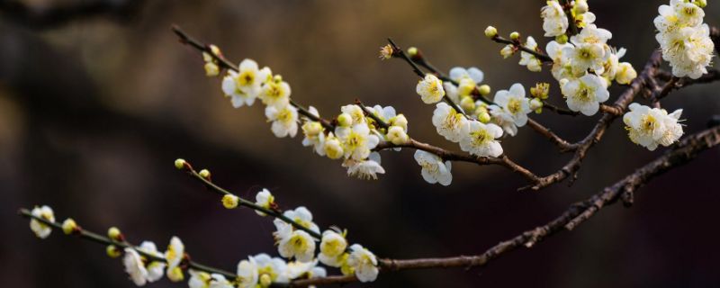 腊梅花不同颜色的寓意