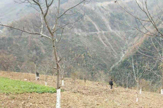 冬季核桃树流水怎么办