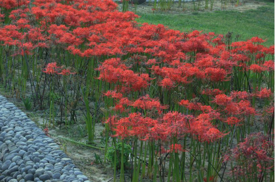 石蒜花可以养在家里吗