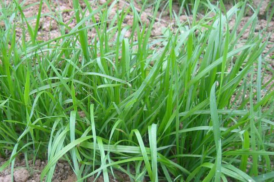 黑麦草的种植季节和种植方法