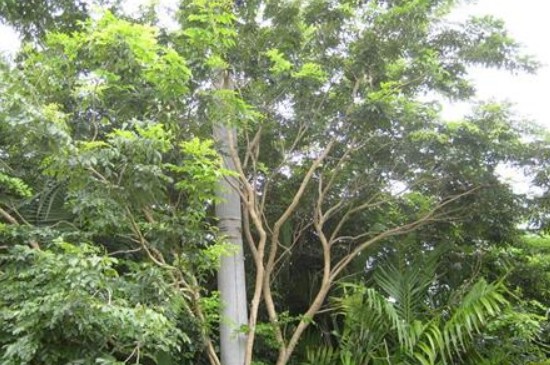 黄花梨北方能种植吗