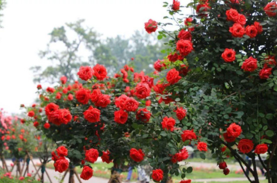 月季花叶子上长白灰怎么治