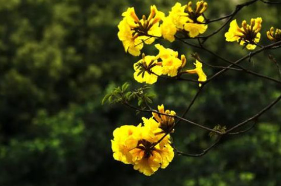 黄风铃花的花语和寓意