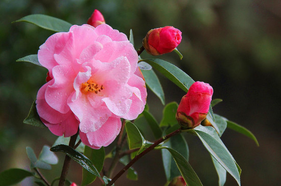 山茶花花语和象征