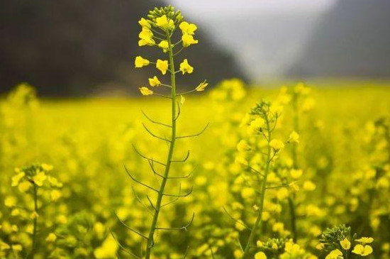 油菜花和芸苔的区别