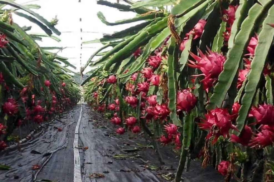 火龙果怎样种植才能结果