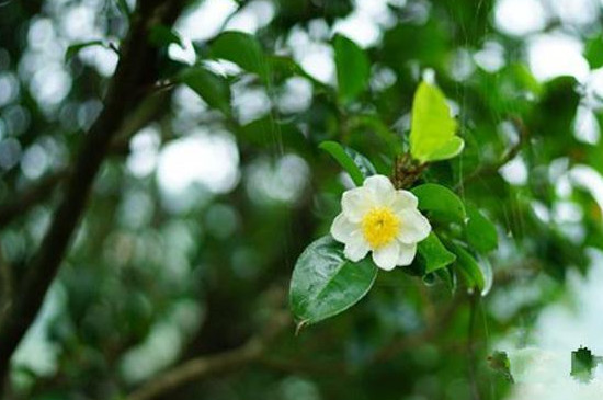 茶树花怎么养殖浇什么肥