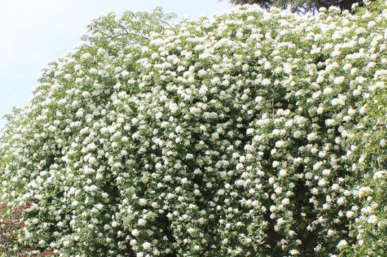 木香花只长枝不开花的原因