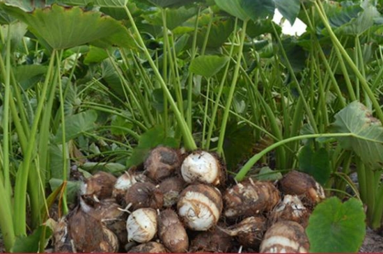 芋头要种植深还是浅