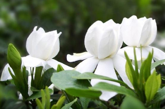 栀子花叶子边缘发黑干枯怎么办