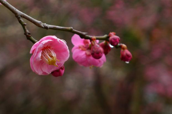 梅花长出叶子后还可以剪枝吗