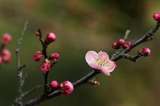 梅花长出叶子后还可以剪枝吗