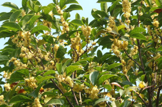 怎样嫁接桂花成活率高