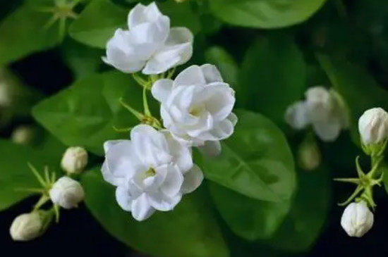 茉莉花不发芽是怎么回事