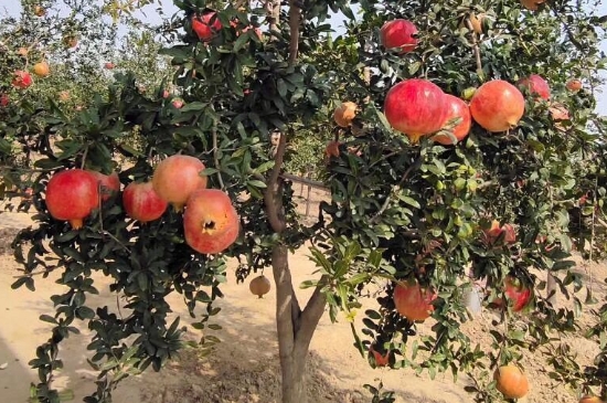 石榴树不开花不结果是什么原因