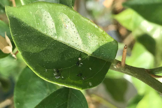 栀子花小白虫怎么去除