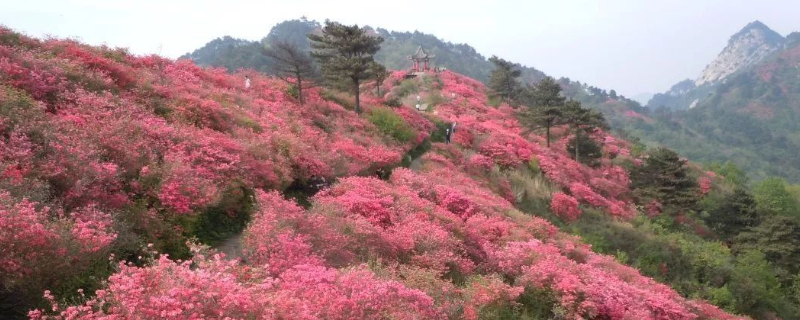 木耳花是不是杜鹃花