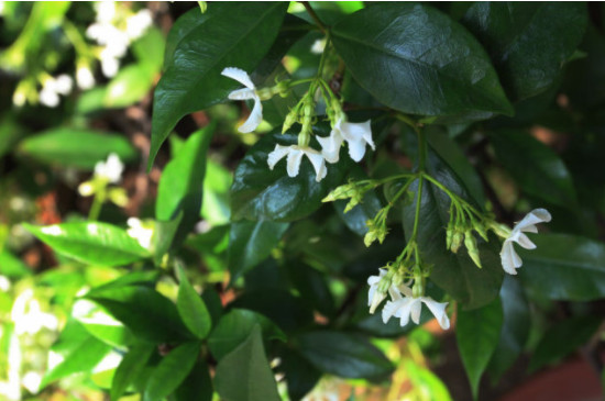 盘龙香花香有毒吗