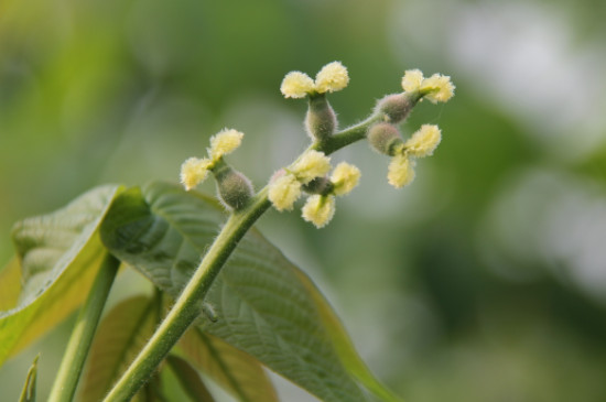 促进花芽分化的方法