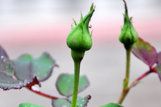 月季花苞没开就枯萎了是什么原因