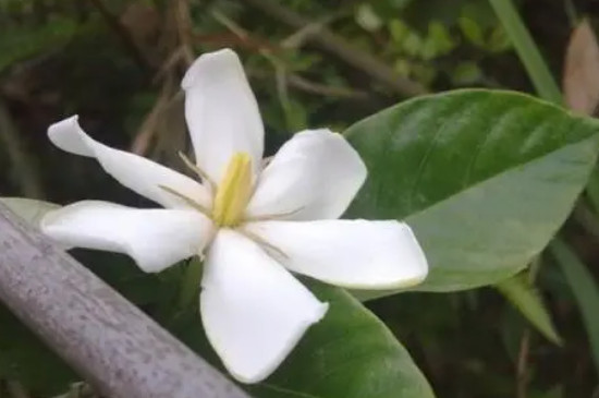 栀子花的种植方法及养护