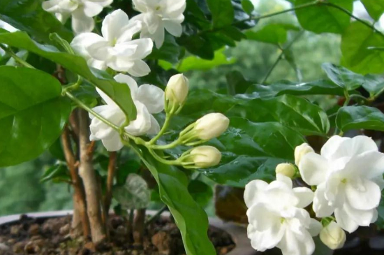 茉莉花夏天几天浇一次水