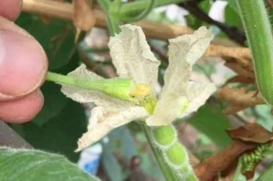 葫芦怎么分辨雌雄花