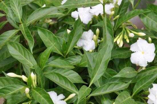 狗牙花和丁香怎么区分